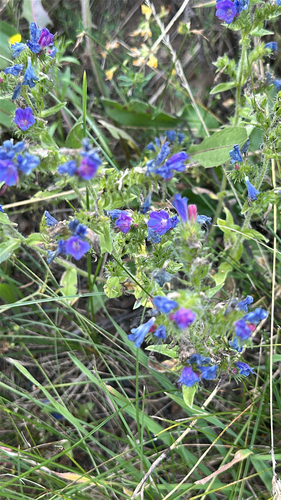 viper's-bugloss