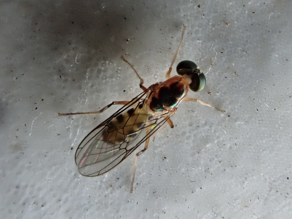 Merosargus eunomus