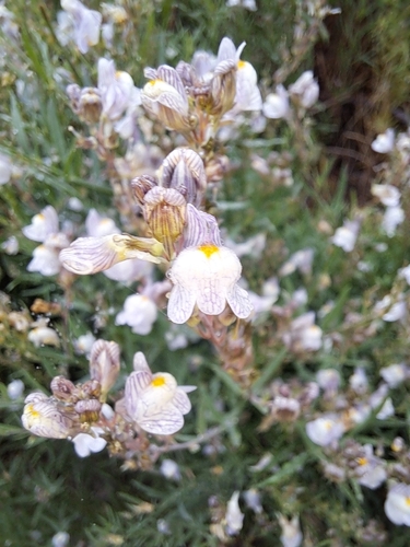 Pale Toadflax