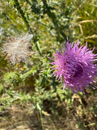 Bull Thistle