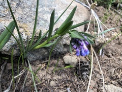 Mertensia oblongifolia