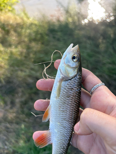 European Chub
