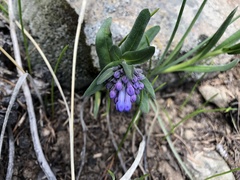 Mertensia oblongifolia