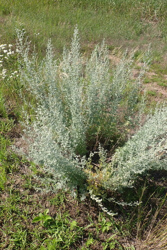 absinthe wormwood