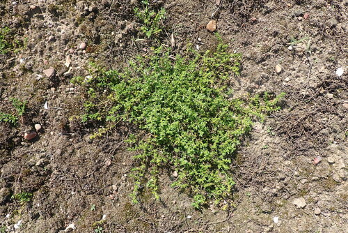 Smooth Rupturewort