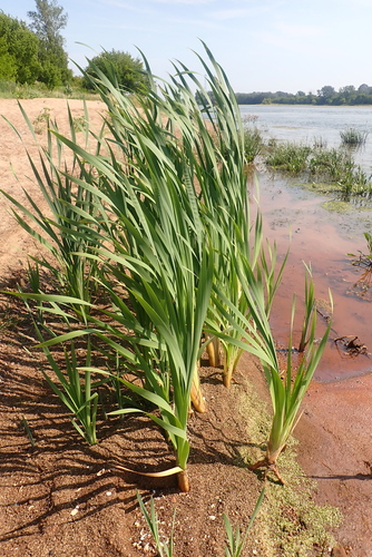 broadleaf cattail