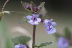 Glechoma grandis