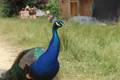 Pavo cristatus × muticus