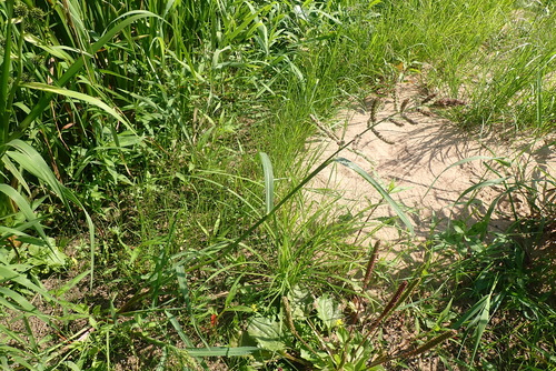 barnyardgrass
