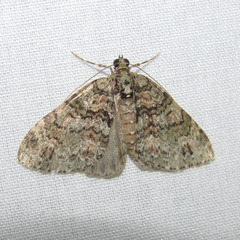 Hammaptera parinotata