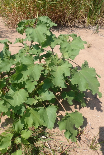 common cocklebur