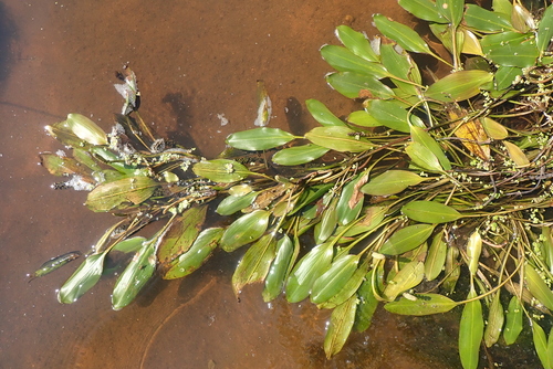Longleaf Pondweed