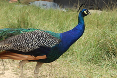 Pavo cristatus × muticus