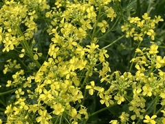 Bunias orientalis