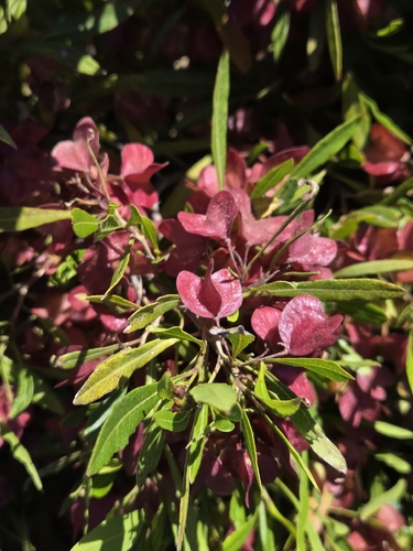 Dodonaea viscosa observed 2026-07-30
