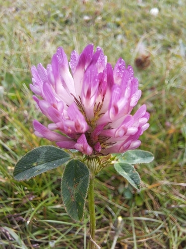 Red Clover