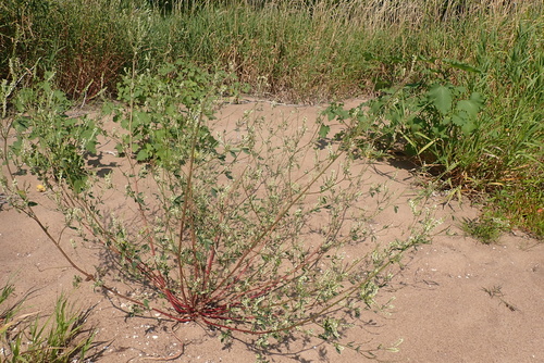 White Sweetclover