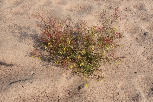 Creeping Yellowcress