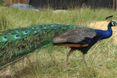 Pavo cristatus × muticus