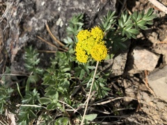 Lomatium foeniculaceum