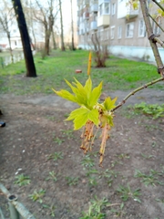Acer negundo