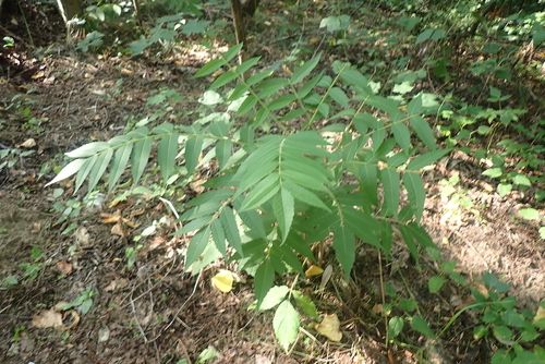 staghorn sumac