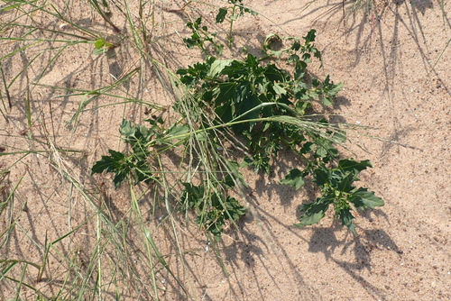 Creeping Saltbush
