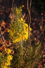 Euryops tenuissimus