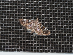 Chabula acamasalis