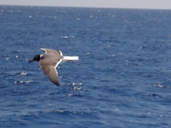 Ichthyaetus leucophthalmus