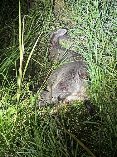 Eastern Grey Kangaroo