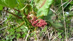 Rumex alpinus