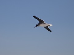 Ichthyaetus leucophthalmus