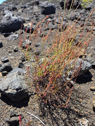 Rumex acetosella observed 2026-07-30