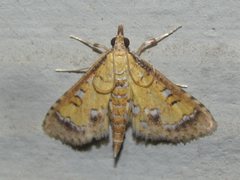 Niphograpta albiguttalis