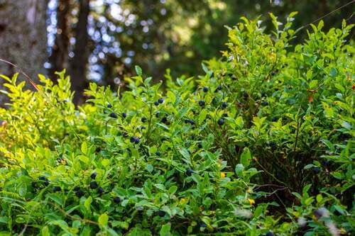 common bilberry