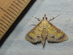 Niphograpta albiguttalis