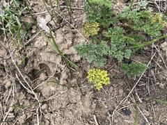 Lomatium foeniculaceum