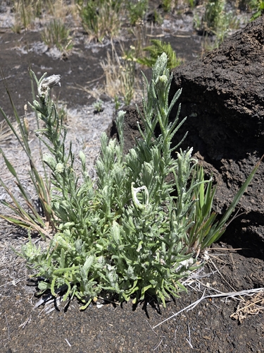 Pseudognaphalium sandwicensium observed 2026-07-30
