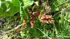 Rumex alpinus