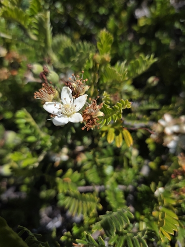 Osteomeles anthyllidifolia observed 2026-07-30