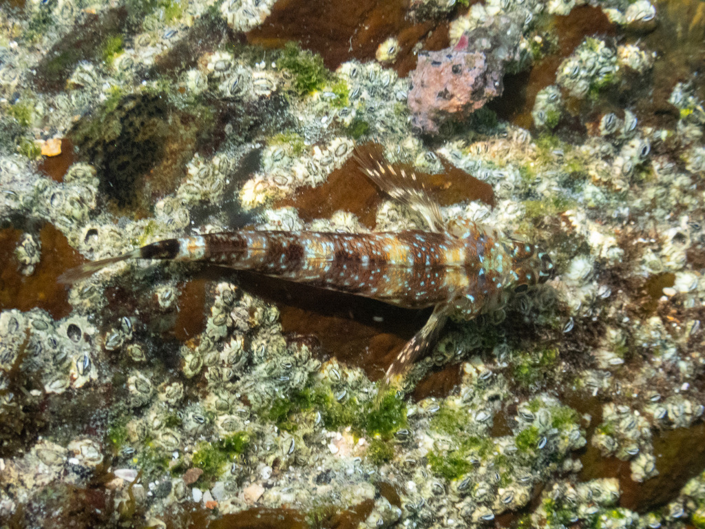 Blacktail triplefin (Axoclinus nigricaudus) — Tripterygiidae