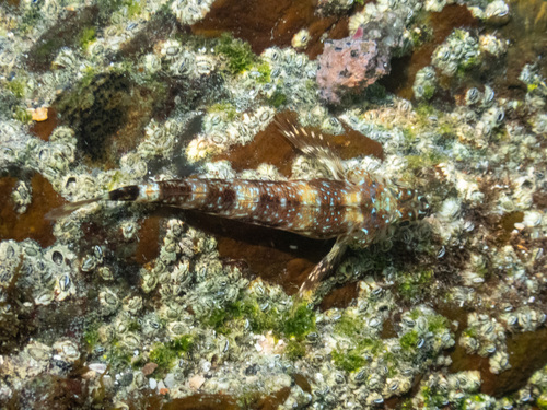 Blacktail triplefin (Axoclinus nigricaudus) — Tripterygiidae