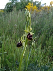Ophrys sphegodes sphegodes