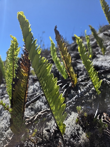 Polypodium pellucidum observed 2026-07-31