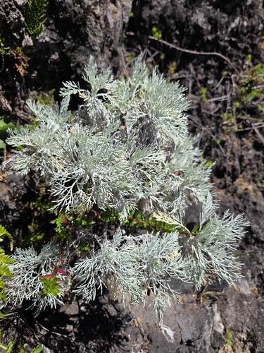 Artemisia mauiensis observed 2026-07-31
