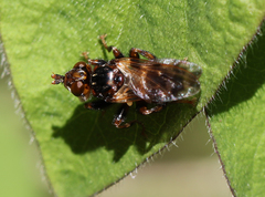 Myopa buccata
