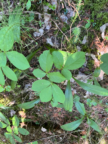 wild sarsaparilla