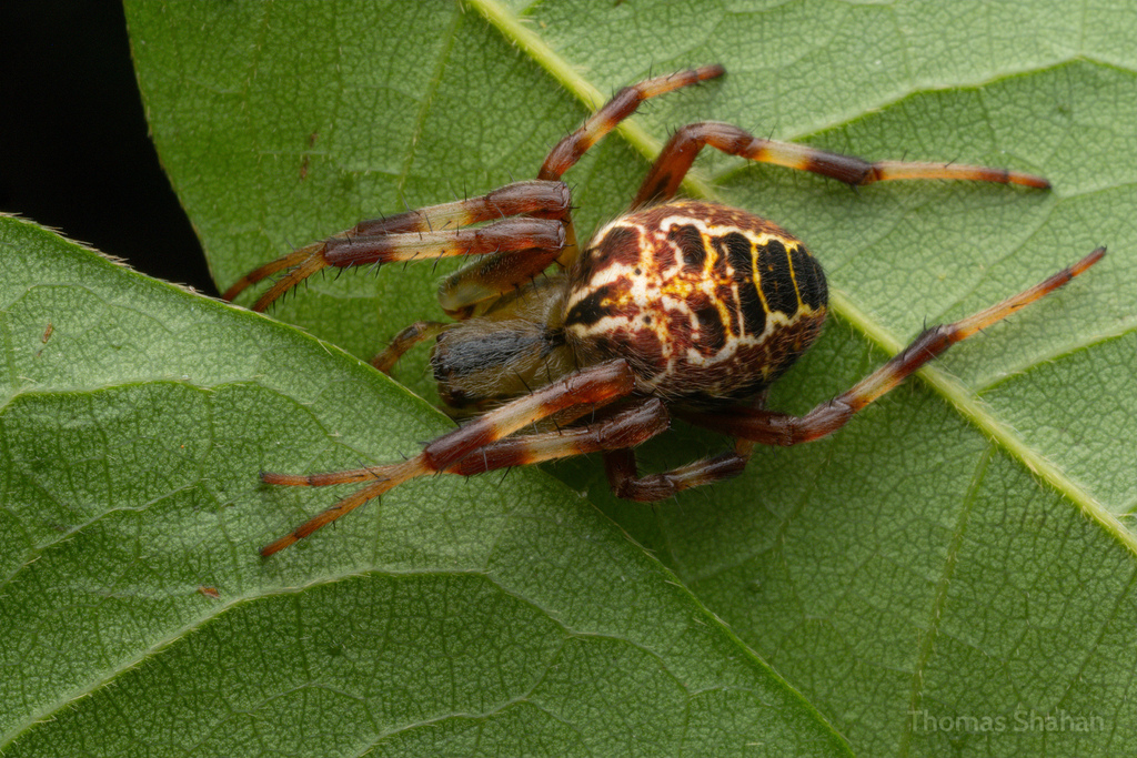 Araneus venatrix