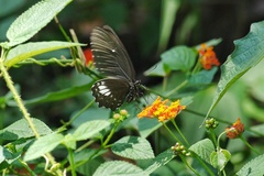 Papilio castor formosanus